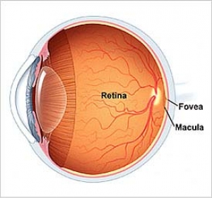 SALUD VISUAL